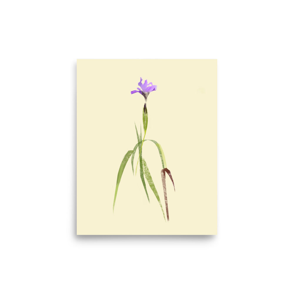 8x10 Douglas Iris 01 Print