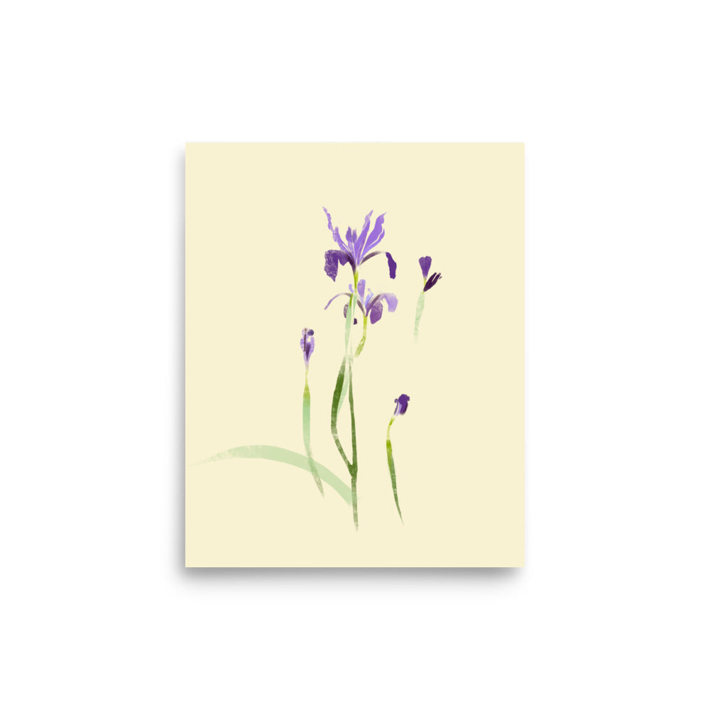 8x10 Douglas Iris 02 print